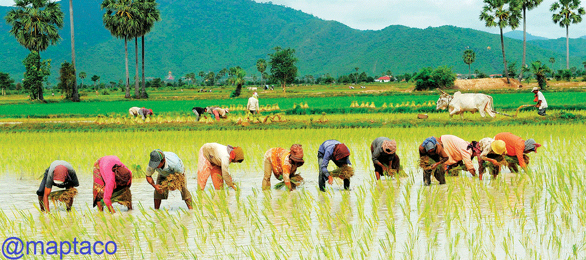 کاهش ارزش غذایی برنج