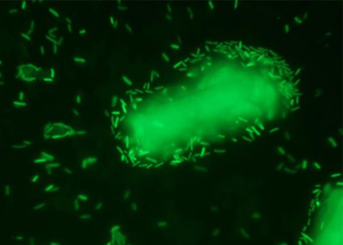 چسبندگی سلول‌های باکتری TG57 به ذرات سلولز، استفاده‌ی کارآمد از سلولز را برای تولید بیوبوتانول تسهیل می‌کند. ژنوم منحصربه‌فرد سویه‌ی TG57، این باکتری را قادر می‌سازد آنزیم‌هایی تولید کند که سنتز بیوبوتانول را افزایش می‌دهد.